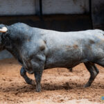 Los de Victorino Martín para la cuarta cita de la Feria de Otoño Sorteados seis toros de Victorino Martín para la cuarta cita de la Feria de Otoño en la Plaza de Toros de Las Ventas. Esta tarde a las 18:00h. harán el paseíllo Uceda Leal, Paco Ureña y Borja Jiménez.