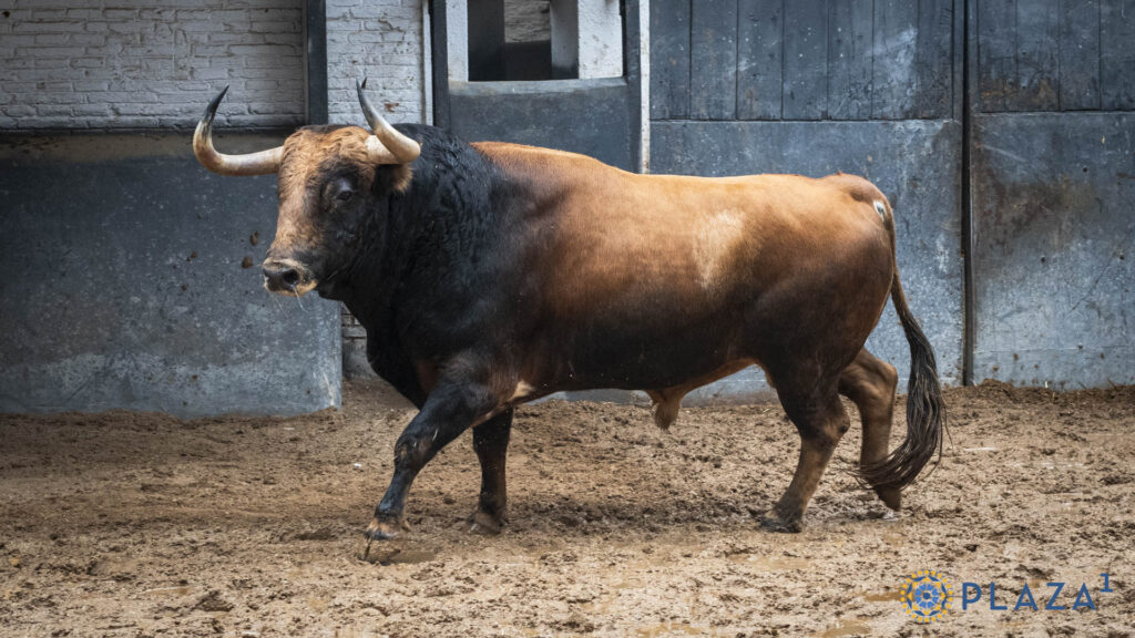 'Despreciado', de Victoriano del Río, para la confirmación de Marco Pérez Sorteados y enchiquerados toros de Victoriano del Río para la tercera cita de la Feria de Otoño en la Plaza de Toros de Las Ventas. Esta tarde a las 18:00h. harán el paseíllo Emilio de Justo, Víctor Hernández y Marco Pérez, que confirma alternativa.