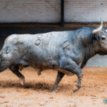 Los de Victorino Martín para la cuarta cita de la Feria de Otoño Sorteados seis toros de Victorino Martín para la cuarta cita de la Feria de Otoño en la Plaza de Toros de Las Ventas. Esta tarde a las 18:00h. harán el paseíllo Uceda Leal, Paco Ureña y Borja Jiménez.
