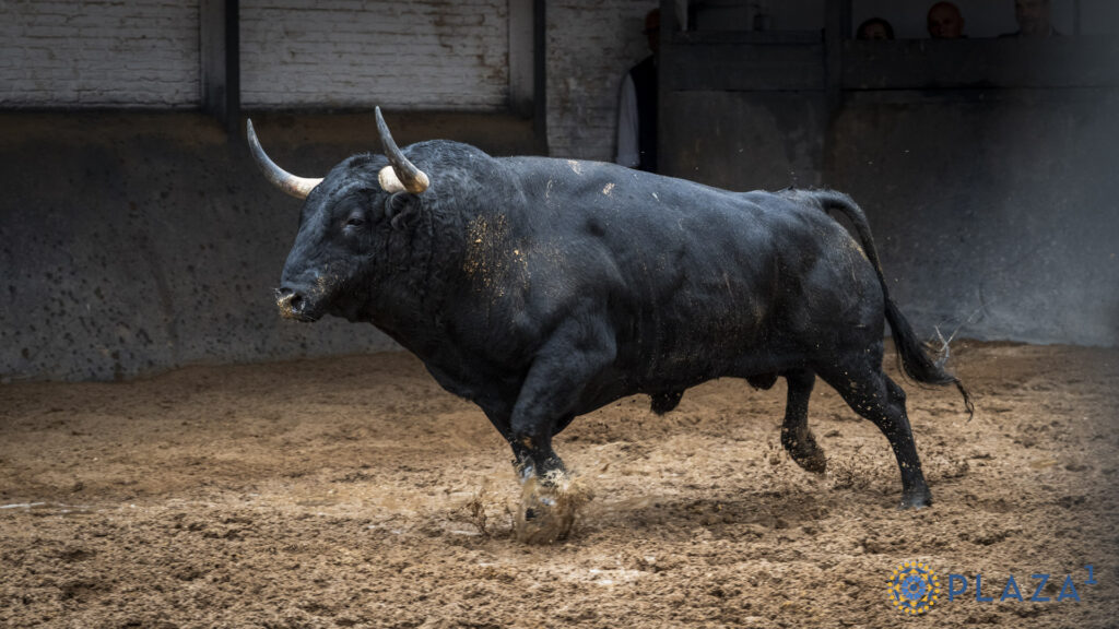 'Despreciado', de Victoriano del Río, para la confirmación de Marco Pérez Sorteados y enchiquerados toros de Victoriano del Río para la tercera cita de la Feria de Otoño en la Plaza de Toros de Las Ventas. Esta tarde a las 18:00h. harán el paseíllo Emilio de Justo, Víctor Hernández y Marco Pérez, que confirma alternativa.