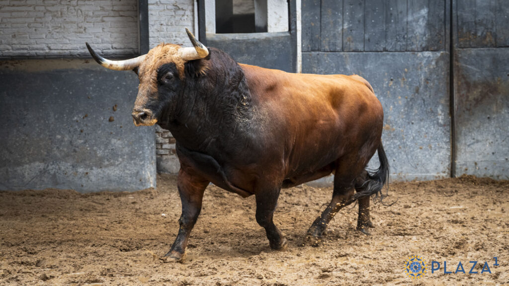 'Despreciado', de Victoriano del Río, para la confirmación de Marco Pérez Sorteados y enchiquerados toros de Victoriano del Río para la tercera cita de la Feria de Otoño en la Plaza de Toros de Las Ventas. Esta tarde a las 18:00h. harán el paseíllo Emilio de Justo, Víctor Hernández y Marco Pérez, que confirma alternativa.