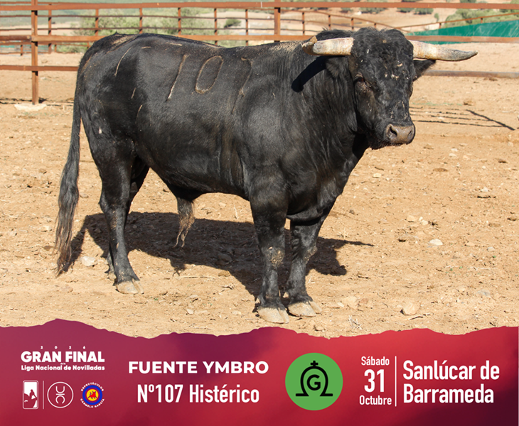 Los novillos de Fuente Ymbro para la Gran Final de Novilladas 4 Los novillos de Fuente Ymbro para la Gran Final de Novilladas La novillada reseñada es de Fuente Ymbro, quienes han lidiado en las dos últimas temporadas, habiendo dejado novillos importantes como el lidiado en 2025 por Mario Vilau, que cortó las dos orejas y rabo y el astado fue premiado con la vuelta al ruedo. La ilusión de Ricardo Gallardo en este último festejo de la temporada está en que la novillada sirva para el triunfo y culmine con una nota alta un año importante para la casa.