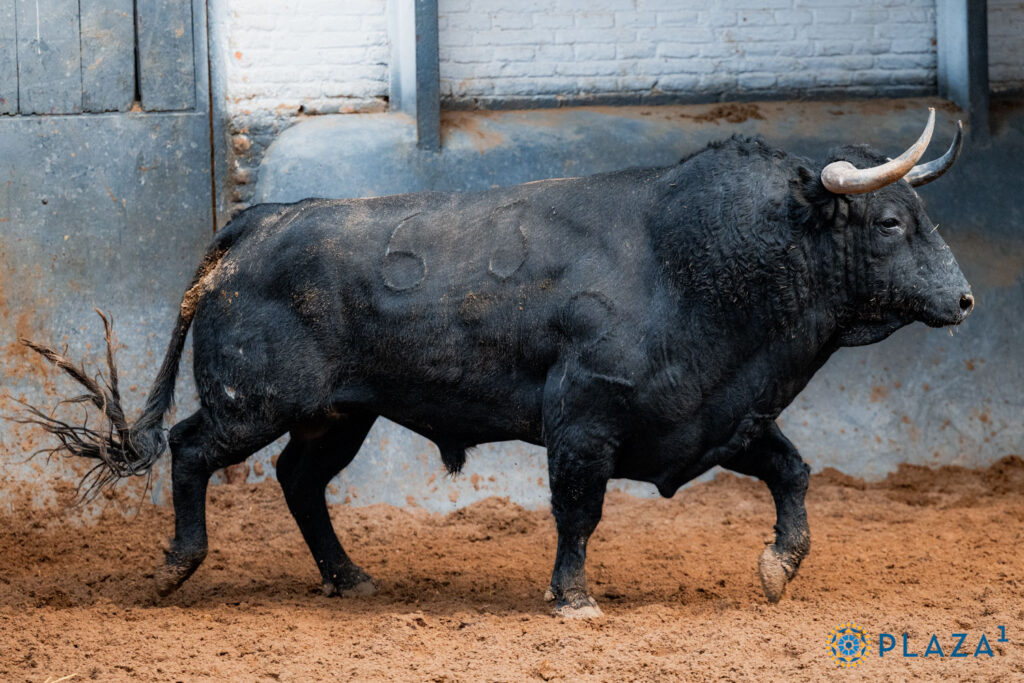 Toros de Garcigrande y Núñez del Cuvillo para la cita del Día de la Hispanidad en Las Ventas Sorteados y enchiquerados tres toros de Garcigrande (1º, 2º y 5º) y tres toros de Núñez del Cuvillo (3º, 4º y 6º) para la cita del Día de la Hispanidad en la Plaza de Toros de Las Ventas. Esta tarde, a las 17:30h., harán el paseíllo Morante de la Puebla, Héctor Gutiérrez y Aarón Palacio, que confirma alternativa.