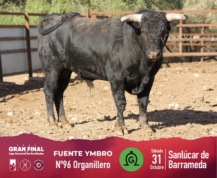 Los novillos de Fuente Ymbro para la Gran Final de Novilladas 5 Los novillos de Fuente Ymbro para la Gran Final de Novilladas La novillada reseñada es de Fuente Ymbro, quienes han lidiado en las dos últimas temporadas, habiendo dejado novillos importantes como el lidiado en 2025 por Mario Vilau, que cortó las dos orejas y rabo y el astado fue premiado con la vuelta al ruedo. La ilusión de Ricardo Gallardo en este último festejo de la temporada está en que la novillada sirva para el triunfo y culmine con una nota alta un año importante para la casa.