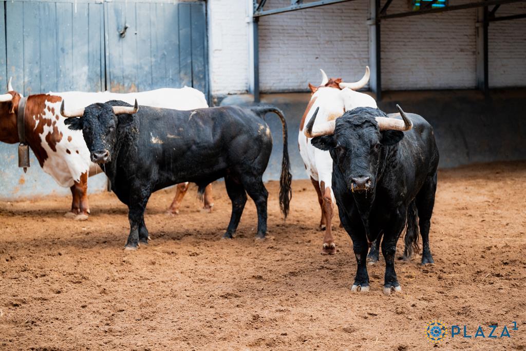 Los novillos de El Retamar para abrir la Feria de Otoño