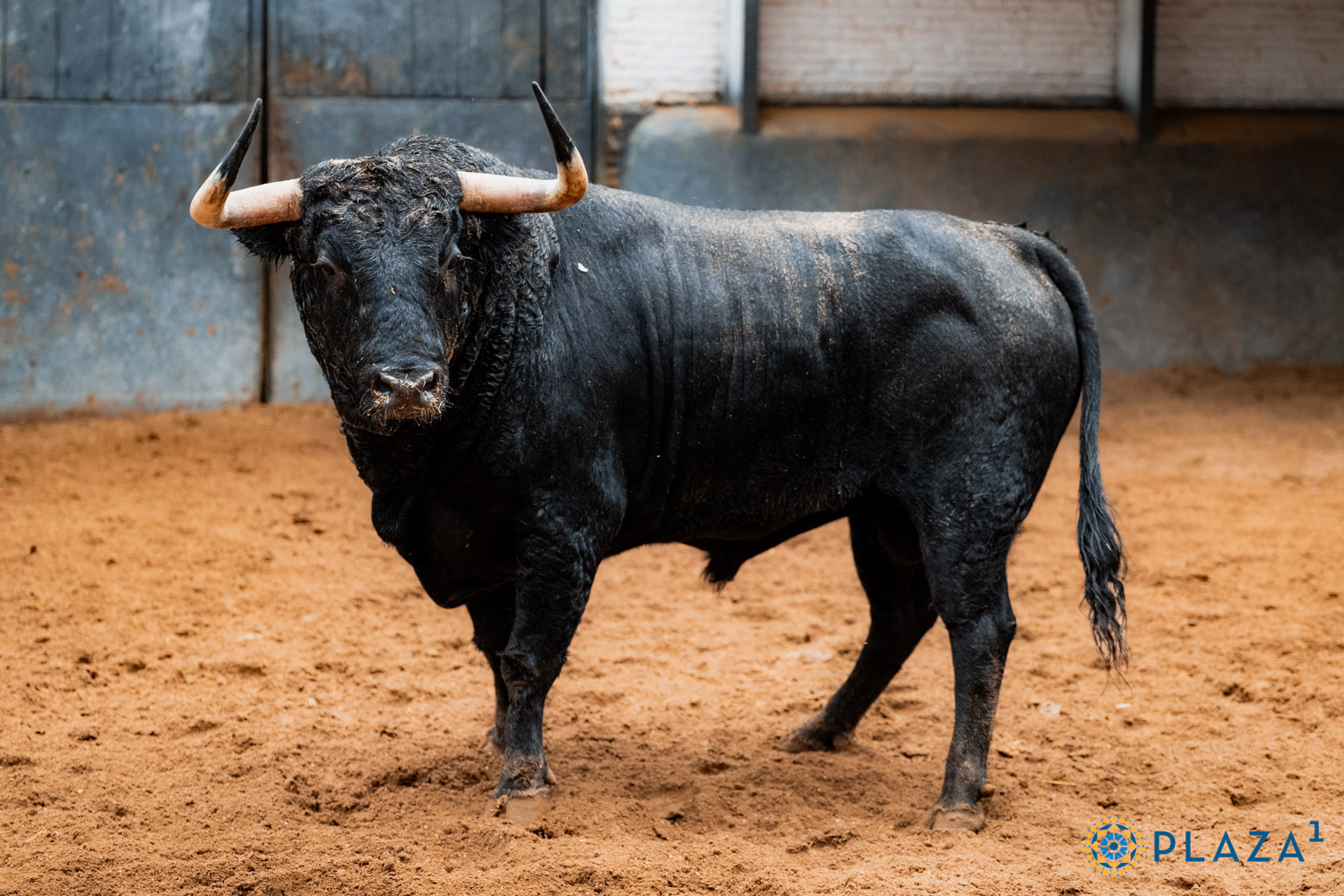 Los toros de Alcurrucén para la segunda cita de la Feria de Otoño