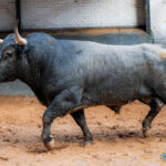 Los de Victorino Martín para la cuarta cita de la Feria de Otoño Sorteados seis toros de Victorino Martín para la cuarta cita de la Feria de Otoño en la Plaza de Toros de Las Ventas. Esta tarde a las 18:00h. harán el paseíllo Uceda Leal, Paco Ureña y Borja Jiménez.