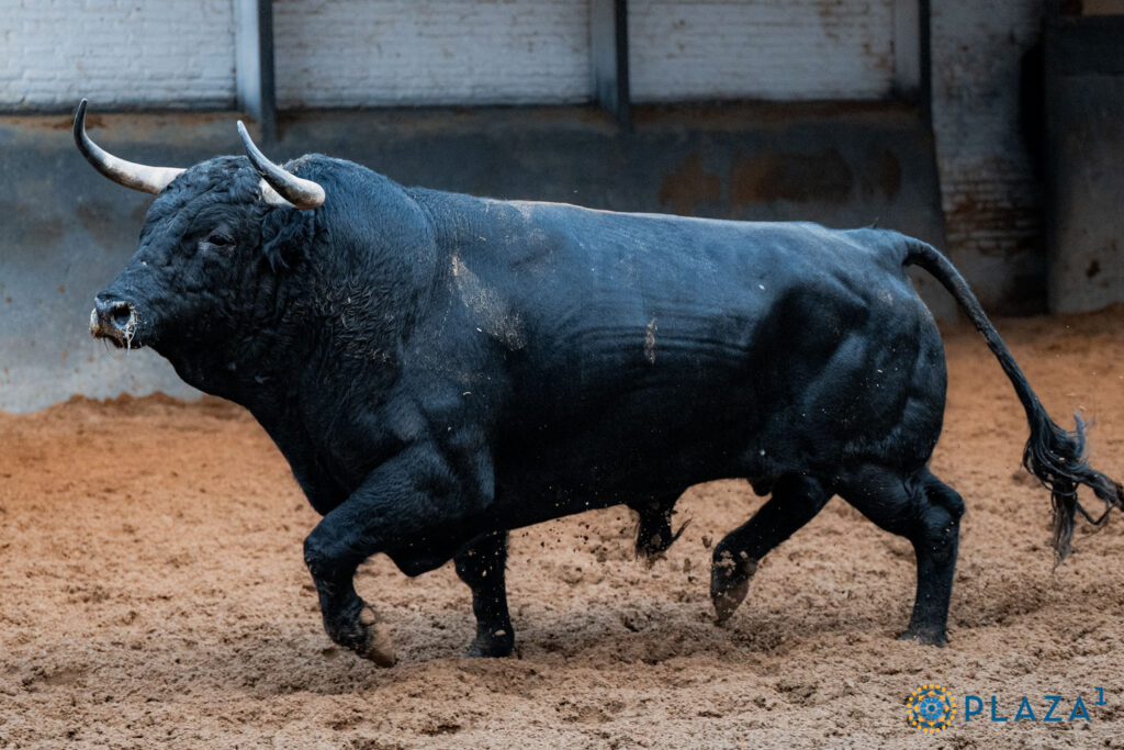 Toros de Garcigrande y Núñez del Cuvillo para la cita del Día de la Hispanidad en Las Ventas Sorteados y enchiquerados tres toros de Garcigrande (1º, 2º y 5º) y tres toros de Núñez del Cuvillo (3º, 4º y 6º) para la cita del Día de la Hispanidad en la Plaza de Toros de Las Ventas. Esta tarde, a las 17:30h., harán el paseíllo Morante de la Puebla, Héctor Gutiérrez y Aarón Palacio, que confirma alternativa.