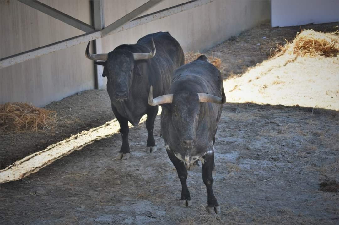 FB IMG 1656782937462