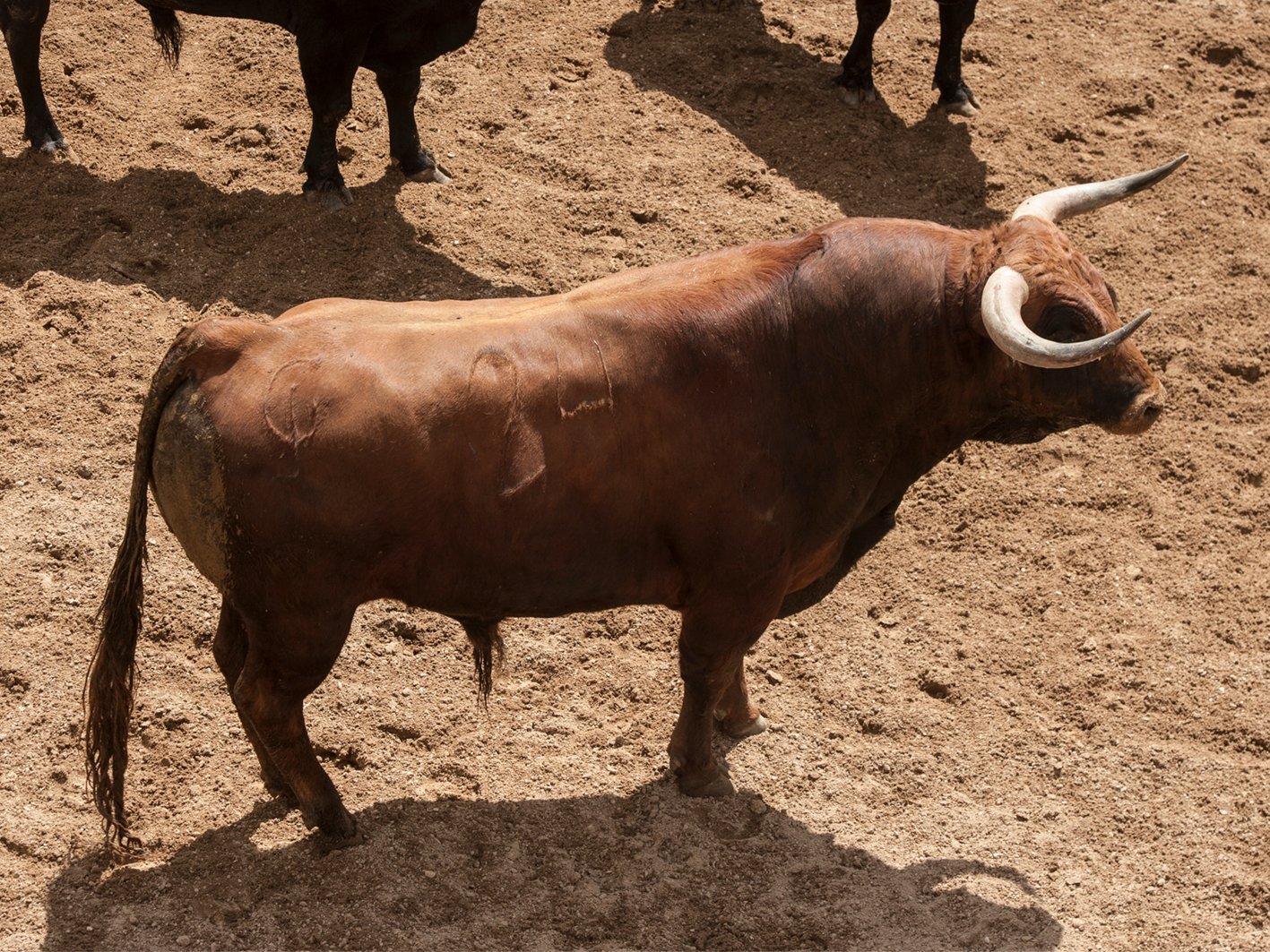 Sevilla 05 05 2022 2