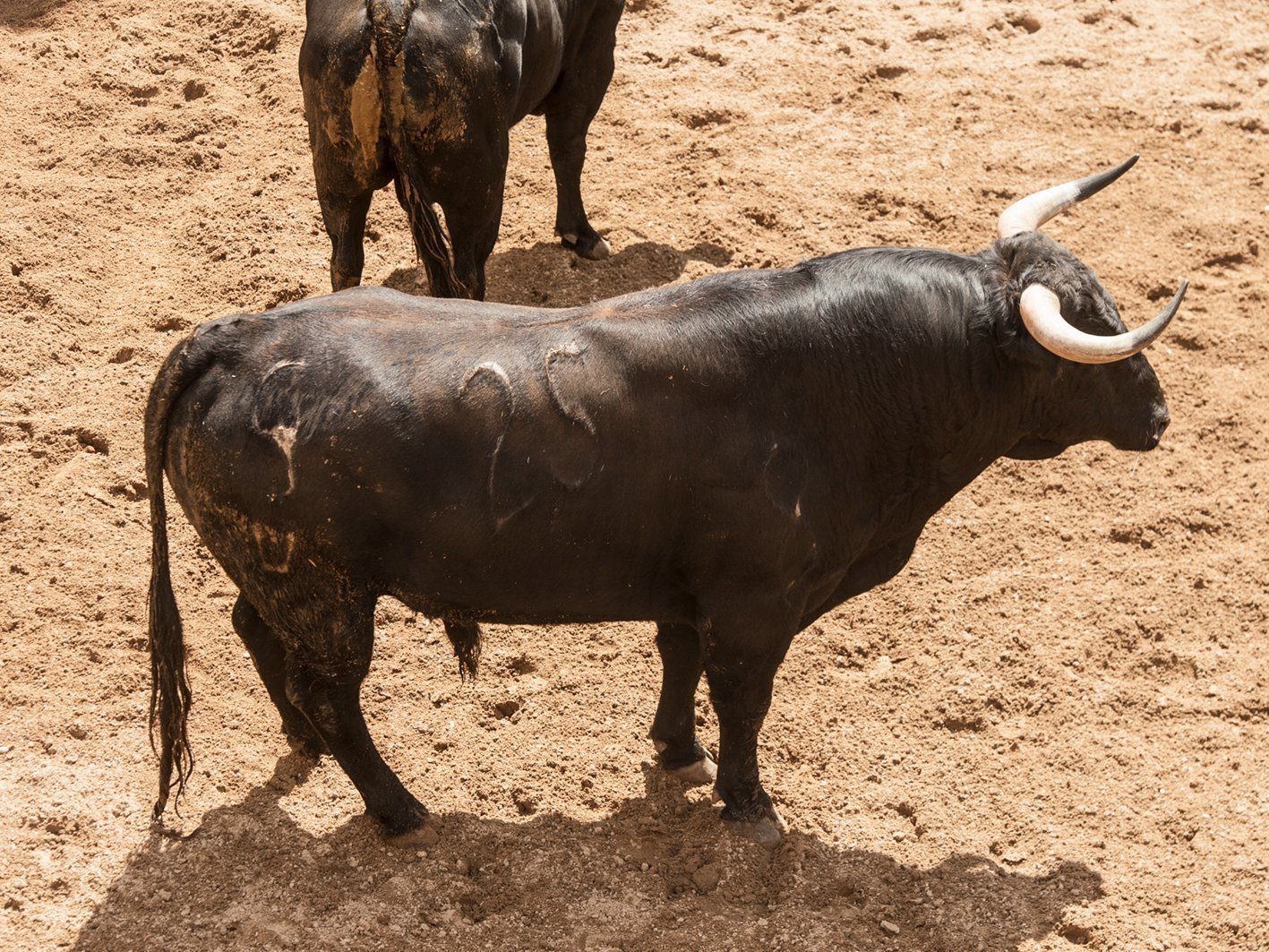 Sevilla 05 05 2022 3