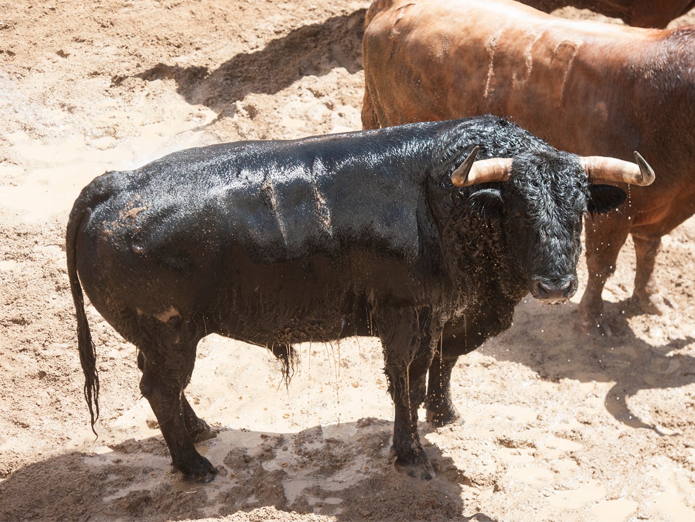 Sevilla 06 05 2022 4