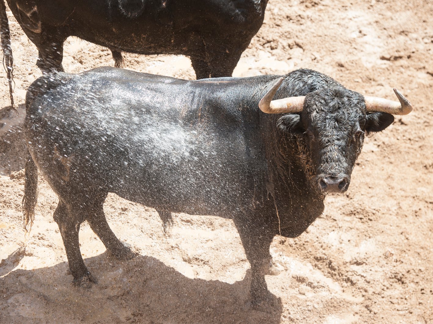 Sevilla 06 05 2022 5